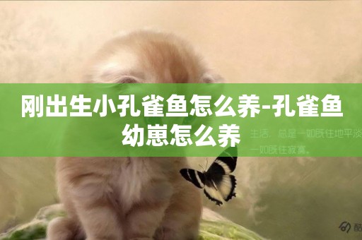 剛出生小孔雀魚怎么養-孔雀魚幼崽怎么養