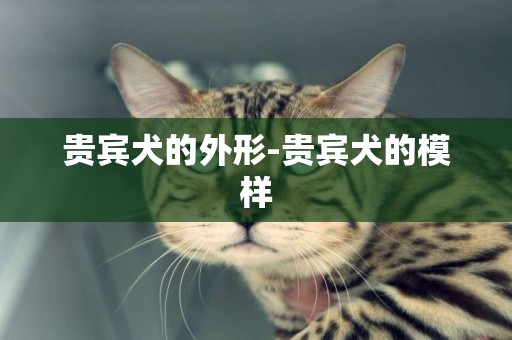 貴賓犬的外形-貴賓犬的模樣