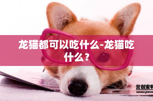 龍貓都可以吃什么-龍貓吃什么？