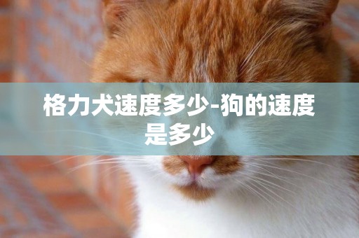 格力犬速度多少-狗的速度是多少