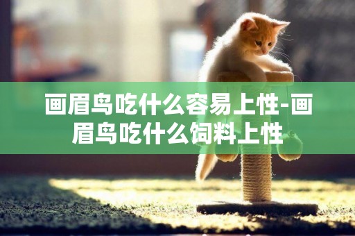 畫眉鳥吃什么容易上性-畫眉鳥吃什么飼料上性
