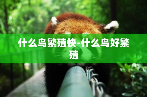 什么鳥繁殖快-什么鳥好繁殖