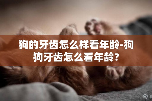狗的牙齒怎么樣看年齡-狗狗牙齒怎么看年齡？