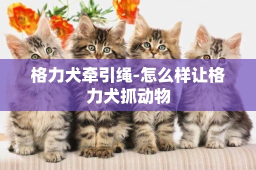 格力犬牽引繩-怎么樣讓格力犬抓動物