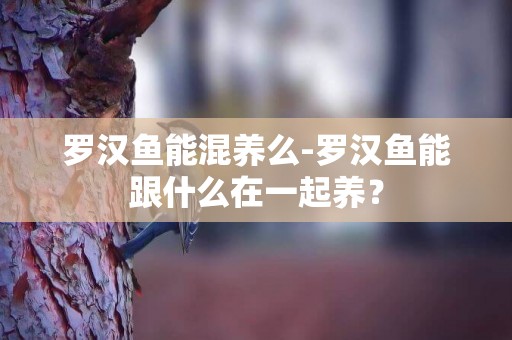 羅漢魚能混養么-羅漢魚能跟什么在一起養？