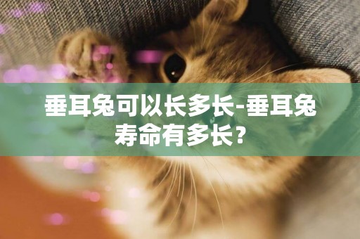 垂耳兔可以長多長-垂耳兔壽命有多長？