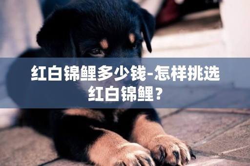 紅白錦鯉多少錢-怎樣挑選紅白錦鯉？