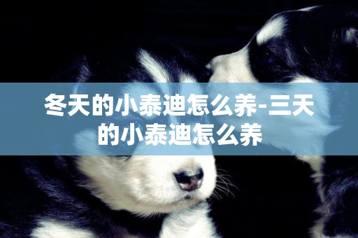 冬天的小泰迪怎么養-三天的小泰迪怎么養