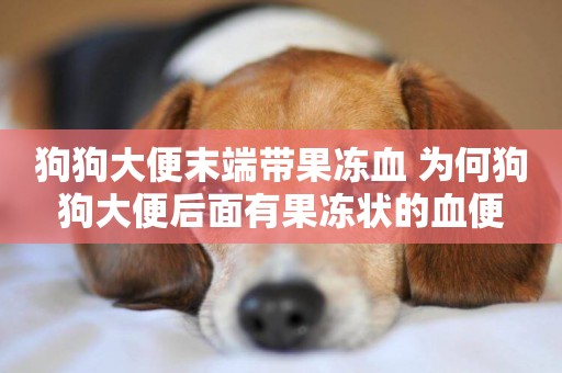 狗狗大便末端帶果凍血 為何狗狗大便后面有果凍狀的血便