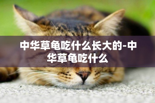 中華草龜吃什么長大的-中華草龜吃什么
