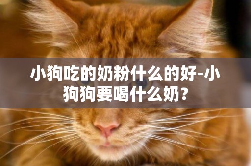 小狗吃的奶粉什么的好-小狗狗要喝什么奶？