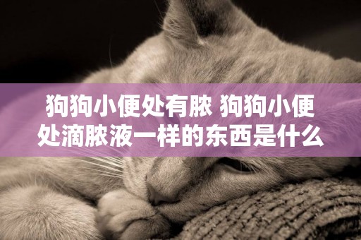 狗狗小便處有膿 狗狗小便處滴膿液一樣的東西是什么
