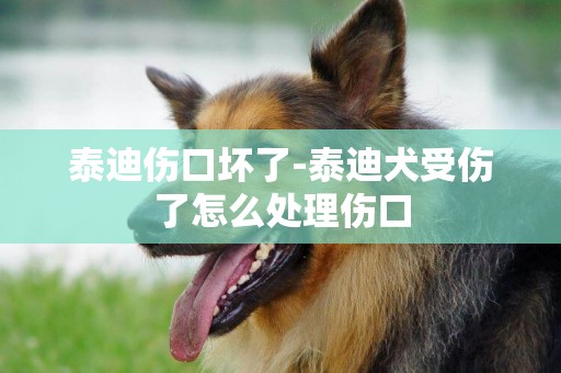 泰迪傷口壞了-泰迪犬受傷了怎么處理傷口