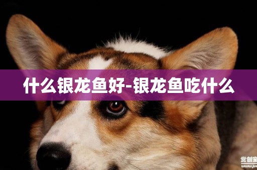 什么銀龍魚好-銀龍魚吃什么