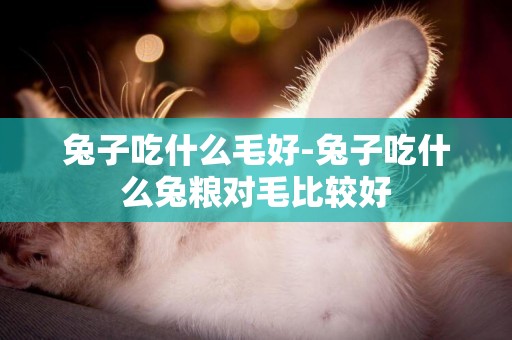 兔子吃什么毛好-兔子吃什么兔糧對毛比較好