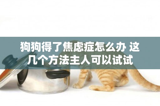 狗狗得了焦慮癥怎么辦 這幾個方法主人可以試試