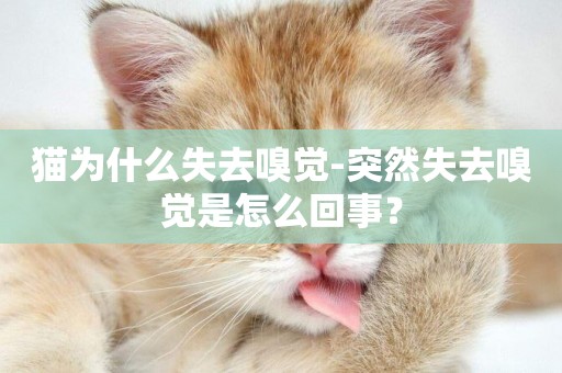 貓為什么失去嗅覺-突然失去嗅覺是怎么回事？