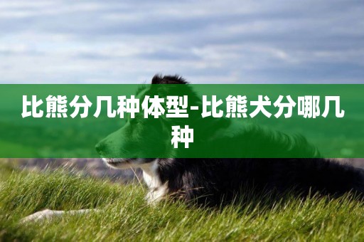 比熊分幾種體型-比熊犬分哪幾種