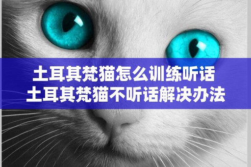 土耳其梵貓怎么訓練聽話 土耳其梵貓不聽話解決辦法