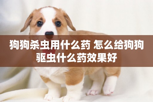 狗狗殺蟲用什么藥 怎么給狗狗驅蟲什么藥效果好
