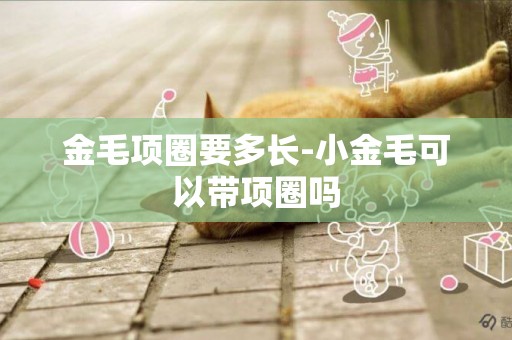 金毛項圈要多長-小金毛可以帶項圈嗎