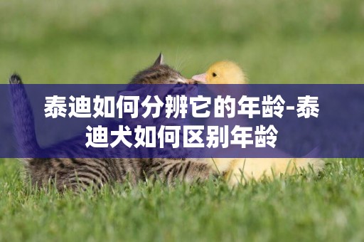 泰迪如何分辨它的年齡-泰迪犬如何區別年齡