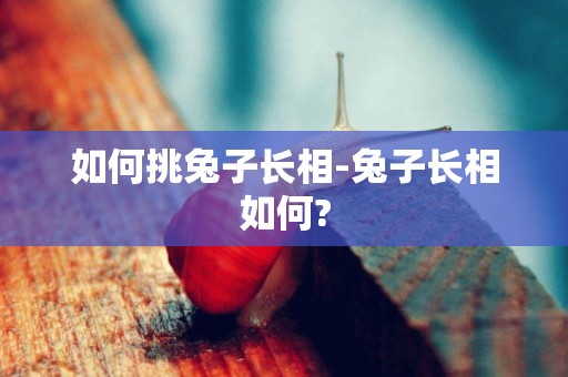 如何挑兔子長相-兔子長相如何?