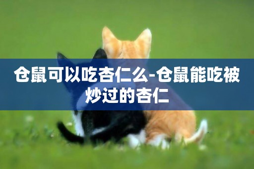 倉鼠可以吃杏仁么-倉鼠能吃被炒過的杏仁