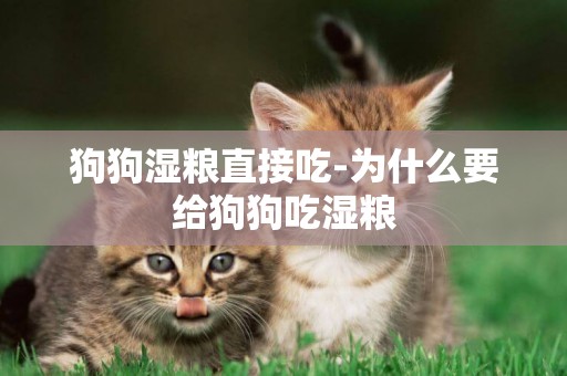 狗狗濕糧直接吃-為什么要給狗狗吃濕糧
