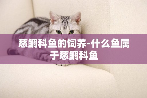 慈鯛科魚的飼養-什么魚屬于慈鯛科魚
