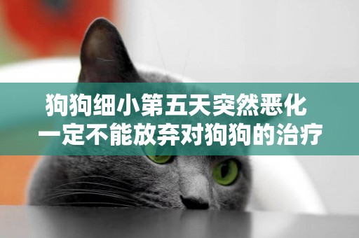 狗狗細小第五天突然惡化 一定不能放棄對狗狗的治療