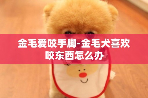 金毛愛咬手腳-金毛犬喜歡咬東西怎么辦