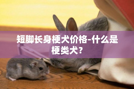 短腳長身梗犬價格-什么是梗類犬？