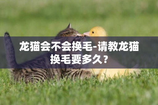龍貓會不會換毛-請教龍貓換毛要多久？