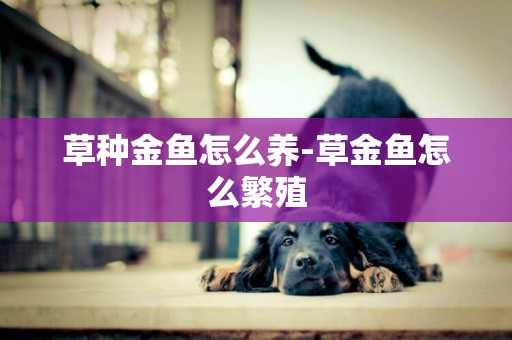 草種金魚怎么養-草金魚怎么繁殖