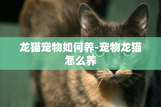 龍貓寵物如何養-寵物龍貓怎么養