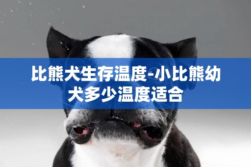 比熊犬生存溫度-小比熊幼犬多少溫度適合