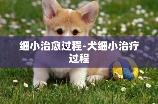 細小治愈過程-犬細小治療過程