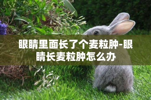 眼睛里面長了個麥粒腫-眼睛長麥粒腫怎么辦