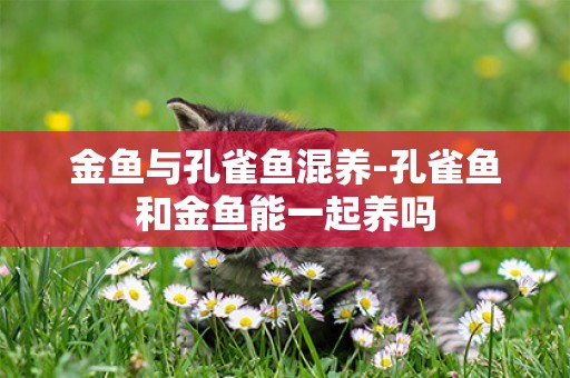金魚與孔雀魚混養-孔雀魚和金魚能一起養嗎