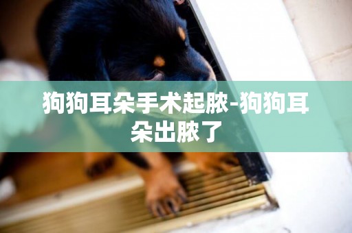狗狗耳朵手術起膿-狗狗耳朵出膿了