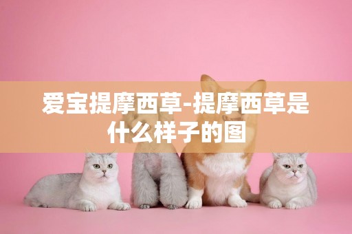 愛寶提摩西草-提摩西草是什么樣子的圖
