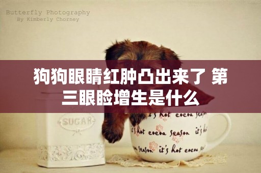 狗狗眼睛紅腫凸出來了 第三眼瞼增生是什么