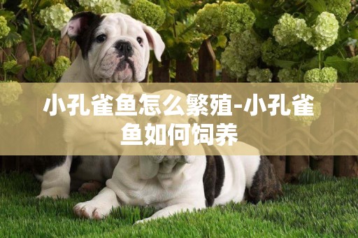小孔雀魚怎么繁殖-小孔雀魚如何飼養