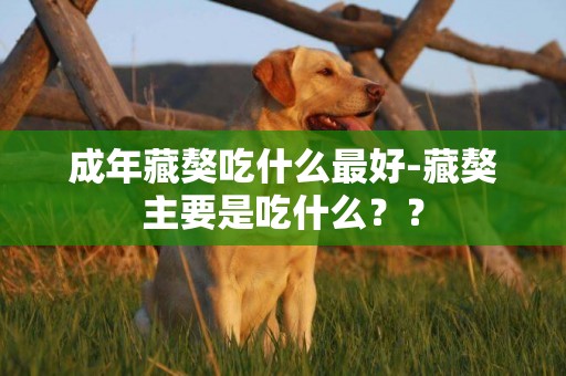 成年藏獒吃什么最好-藏獒主要是吃什么？？