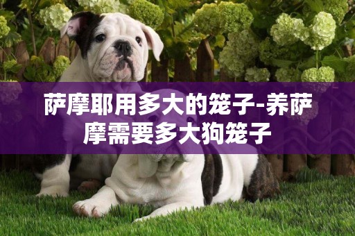 薩摩耶用多大的籠子-養薩摩需要多大狗籠子