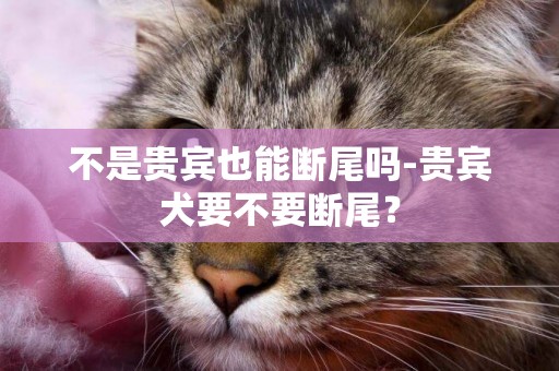 不是貴賓也能斷尾嗎-貴賓犬要不要斷尾？