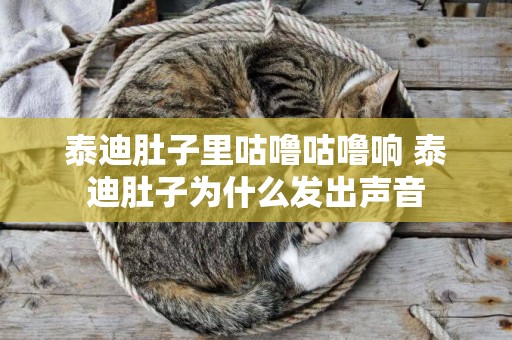 泰迪肚子里咕嚕咕嚕響 泰迪肚子為什么發出聲音