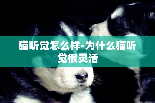 貓聽覺怎么樣-為什么貓聽覺很靈活
