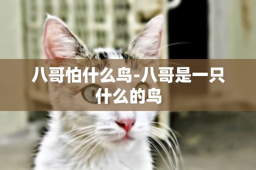 八哥怕什么鳥-八哥是一只什么的鳥